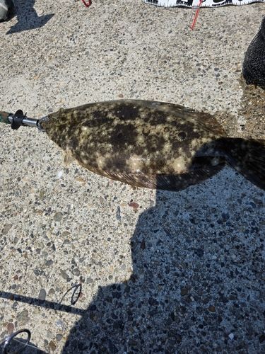 ヒラメの釣果