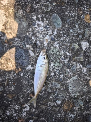 マアジの釣果