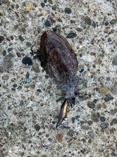 コウイカの釣果