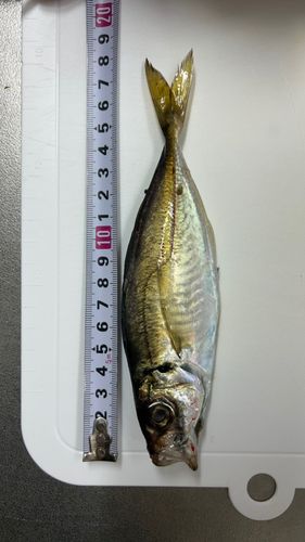 マアジの釣果