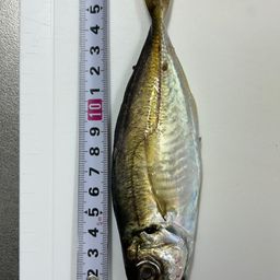 マアジ