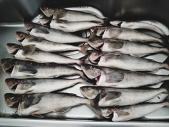 ホッケの釣果
