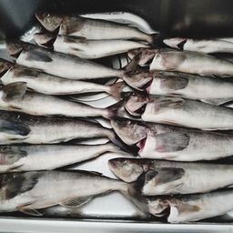 ホッケ