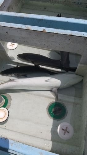ヒラスズキの釣果