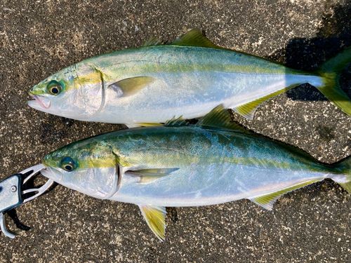 ツバイソの釣果