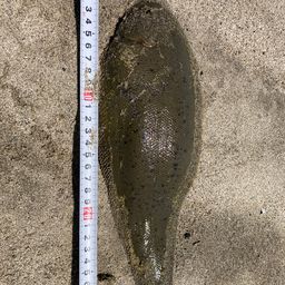 シタビラメ