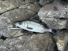 フッコ（ヒラスズキ）の釣果