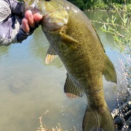 スモールマウスバス