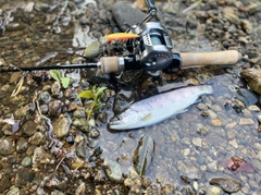 ヤマメの釣果