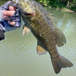 スモールマウスバス