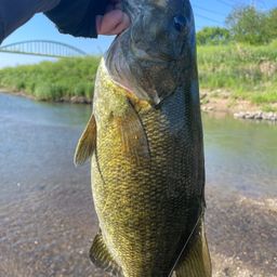 スモールマウスバス