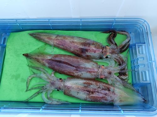 イカの釣果