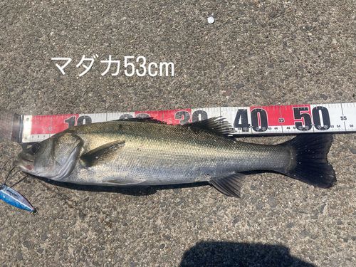 マダカ（ヒラスズキ）の釣果