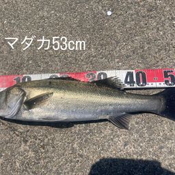 マダカ（ヒラスズキ）