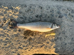 ウグイの釣果