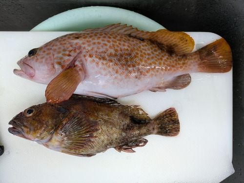 キジハタの釣果