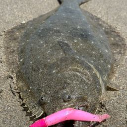 ヒラメ