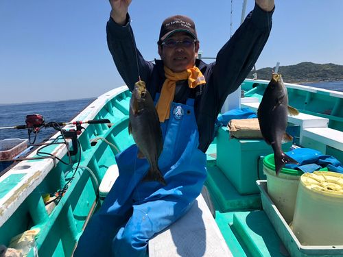 イサキの釣果