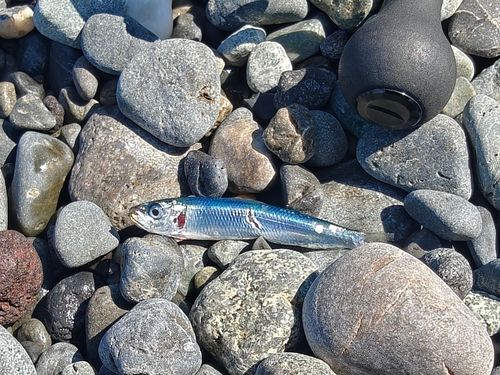 イワシの釣果