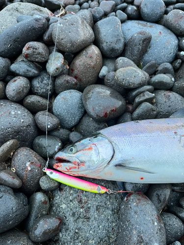 サクラマスの釣果