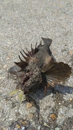 オニオコゼの釣果