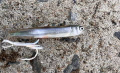 チアユの釣果