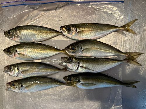 アジの釣果