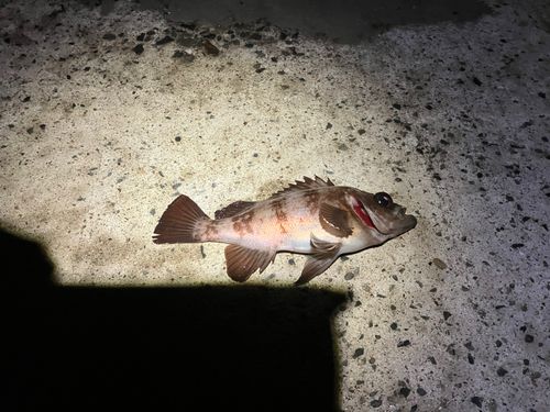 メバルの釣果