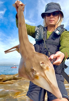 サカタザメの釣果