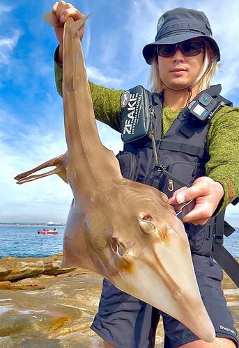 サカタザメの釣果