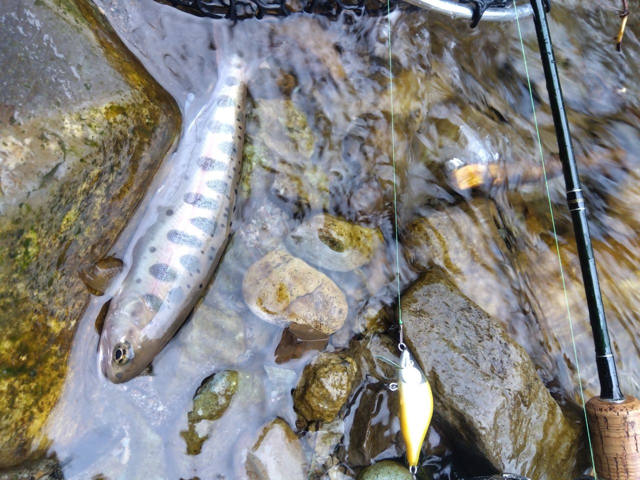 PALMS エゲリア ネイティブパフォーマンス ETNS-53Lの最安値