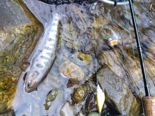 ヤマメの釣果