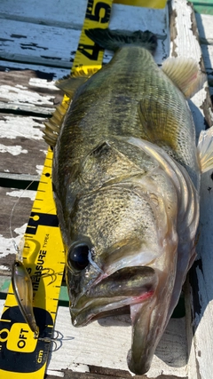 ブラックバスの釣果