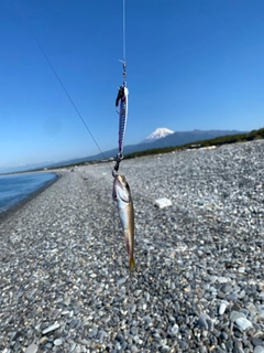 ムツの釣果