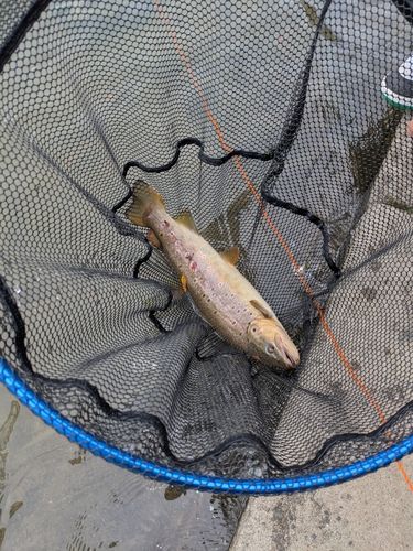 ブラウントラウトの釣果
