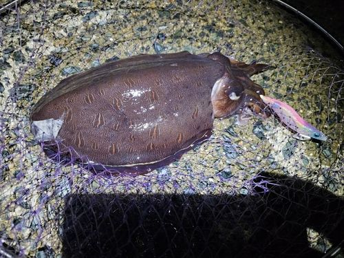 コウイカの釣果