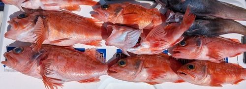 ユメカサゴの釣果