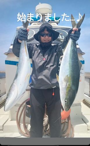 ブリの釣果