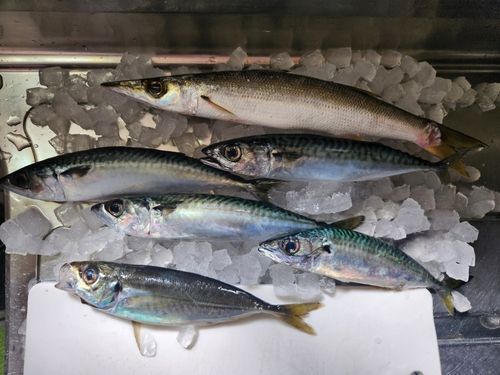 カマスの釣果