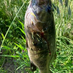 スモールマウスバス