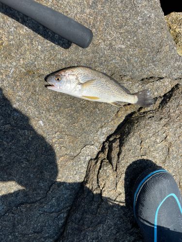 イシモチの釣果