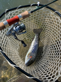 ニジマスの釣果
