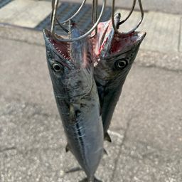 サゴシ