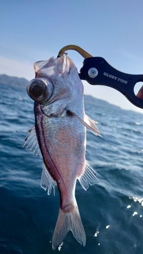 シロムツの釣果