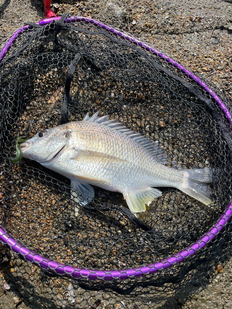 DAIWA 16スティーズ SV TW 1012SV-XHの最安値・インプレ・釣果 | 本音