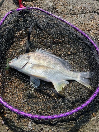 キビレの釣果