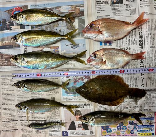 アジ