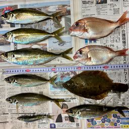 アジ