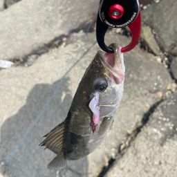 フッコ（マルスズキ）