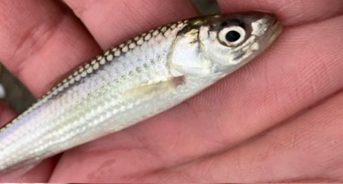 ホンモロコの釣果